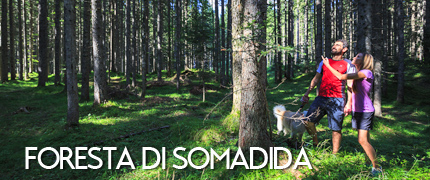 Foresta di Somadida - consorzio turistico tre cime dolomiti auronzomisurina