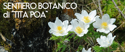 Sentiero botanico Tita Poa consorzio turistico tre cime dolomiti auronzomisurina